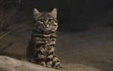 1280px-Black-Footed_Cat-BrookfielZoo2