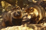 Tanuki01_960