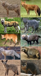 Familia_Canidae