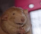 muhuhuhuhuhuhu