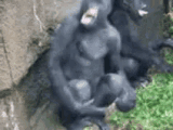 monkeys