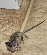 RAT eliminated