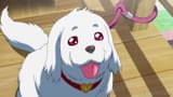 Marsh (doggo)