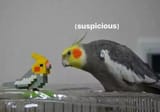 Suspicious