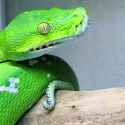 moredia_viridis_thumb.jpg