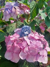 Meru flowerz