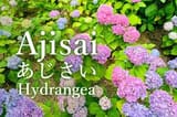 images (1)