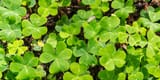 shamrocks
