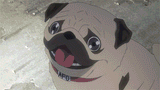 pug