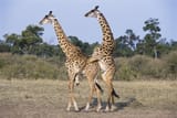 male-giraffes-mary-beth-angelo