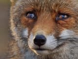 sadfox