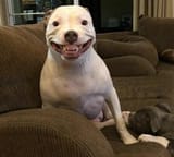 Maddy_the_Pitbull_proc
