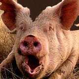 SHITGETAPIG 00001
