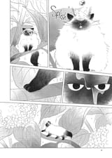 Fairy Cat - c001 (v01) - p004