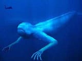 Antarctic_humanoid_4