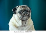 portrait-old-pug-who-sits-260nw-2502234729