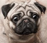puppy-ugly-face-pug-breed-close-up-111799006