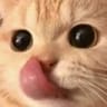 catyum