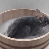 RATku battered and fried