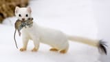 stoat