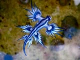 Blue_dragon-glaucus_atlanticus_(8599051974)[1]