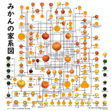 mikan family tree