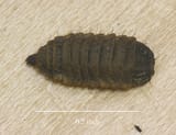 soldier-fly-larva-IMG_9878_sm[1]