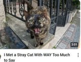 Sakurakocat