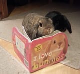 usagi reading