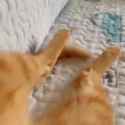 cat legs_thumb.jpg