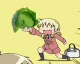 lettuce