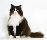 a-black-and-white-cat