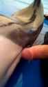 Dolphin pussy_thumb.jpg