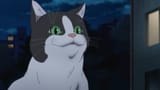 Smug_haughty_cat