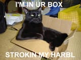 catharblinbox