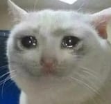 sad cat