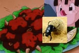 Dung-Beetle