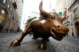 bull
