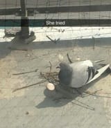 Pigeon nest