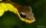 Snake-Caterpillar