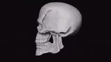 papyrus