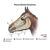 Horse dental final w brand