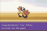 Tafuku evolution