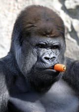 Gorilla 