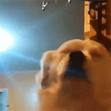 dancing-dog