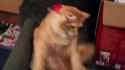 cat hat_thumb.jpg