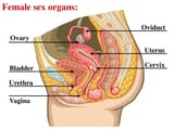 Female+sex+organs_+Oviduct+Ovary+Uterus+Cervix+Bladder+Urethra+Vagina