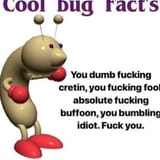 cool bug facts