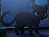 gato sexo
