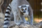 ringtailedlemur